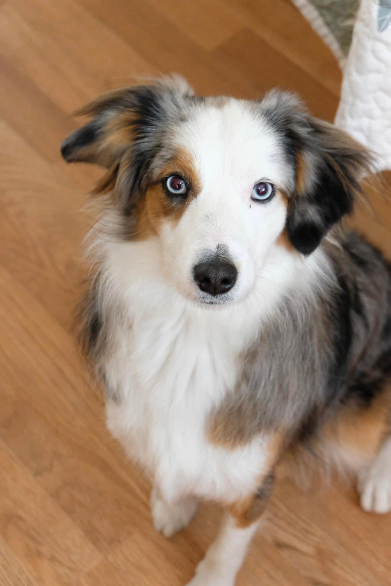 Enlarge Leia, an adopted Australian Shepherd in Fremont, CA image 1/1