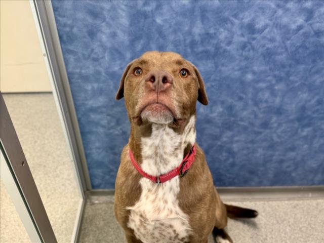 Enlarge BUBBA, a Adoptable mixed breed in Loveland, CO image 1/1