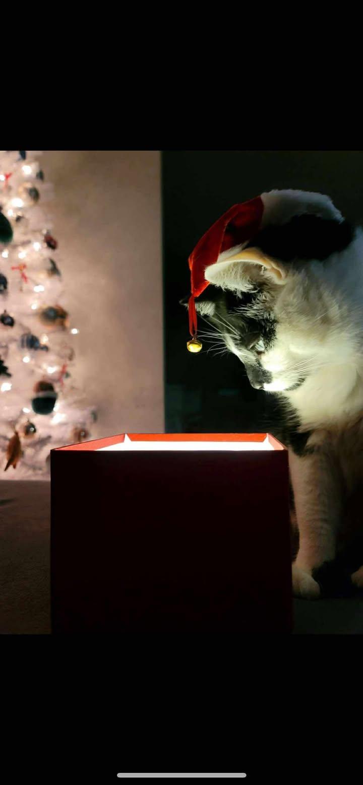 Enlarge PROTO, an adopted Domestic Short Hair in Tillsonburg, ON image 3/6