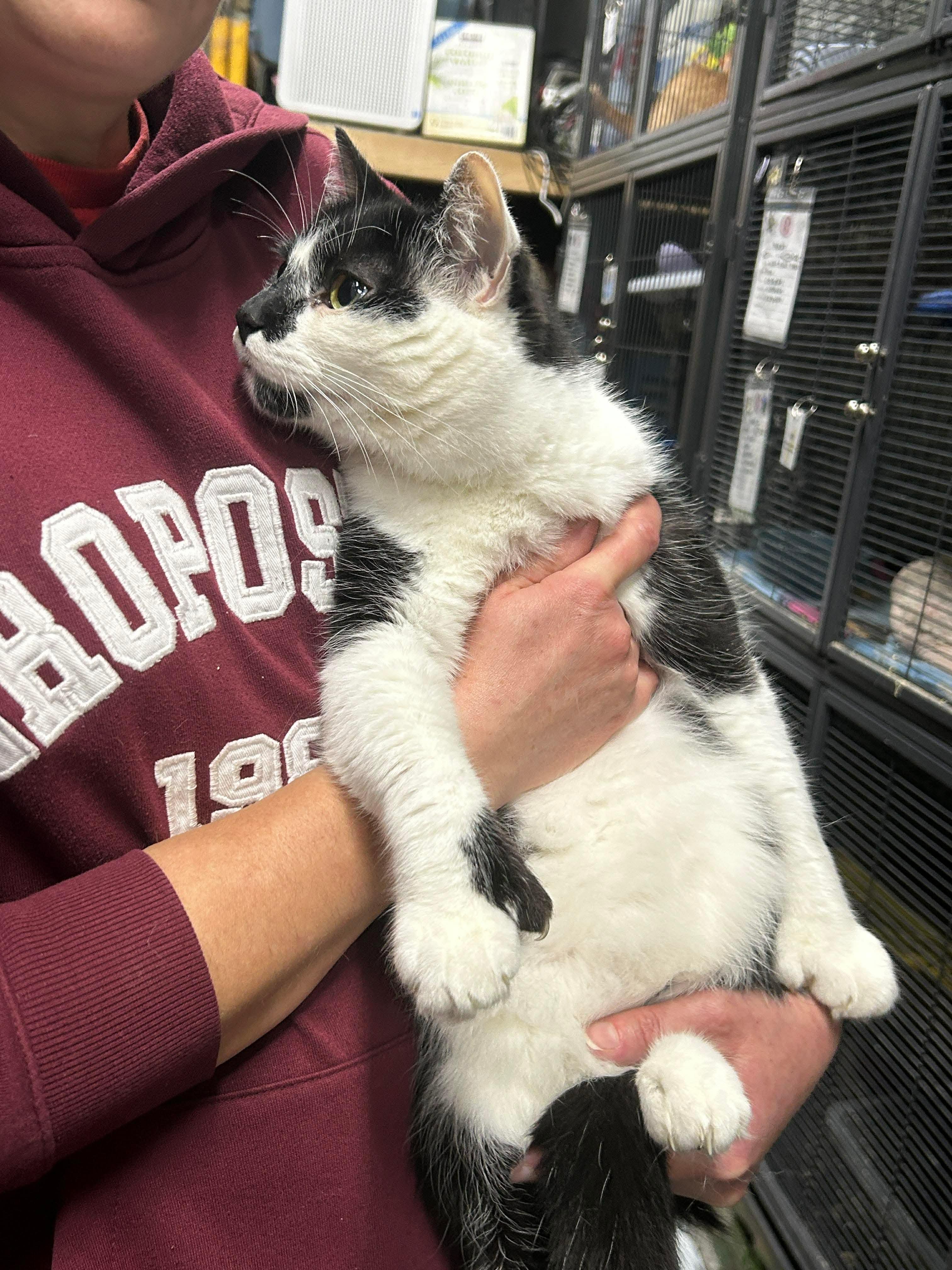 Enlarge PROTO, an adopted Domestic Short Hair in Tillsonburg, ON image 6/6