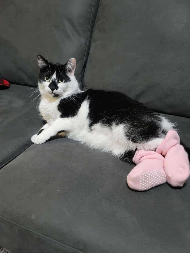 Enlarge PROTO, an adopted Domestic Short Hair in Tillsonburg, ON image 4/6