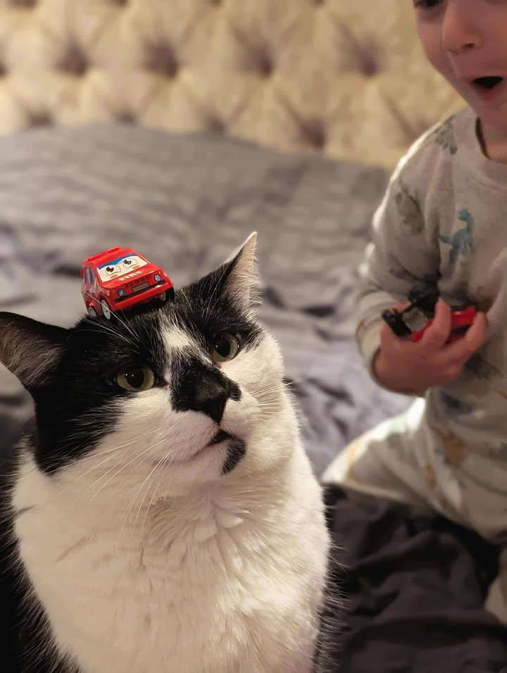 Enlarge PROTO, an adopted Domestic Short Hair in Tillsonburg, ON image 5/6