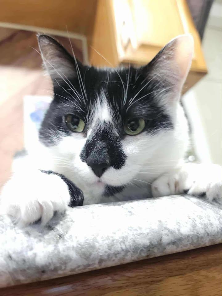 Enlarge PROTO, an adopted Domestic Short Hair in Tillsonburg, ON image 1/6