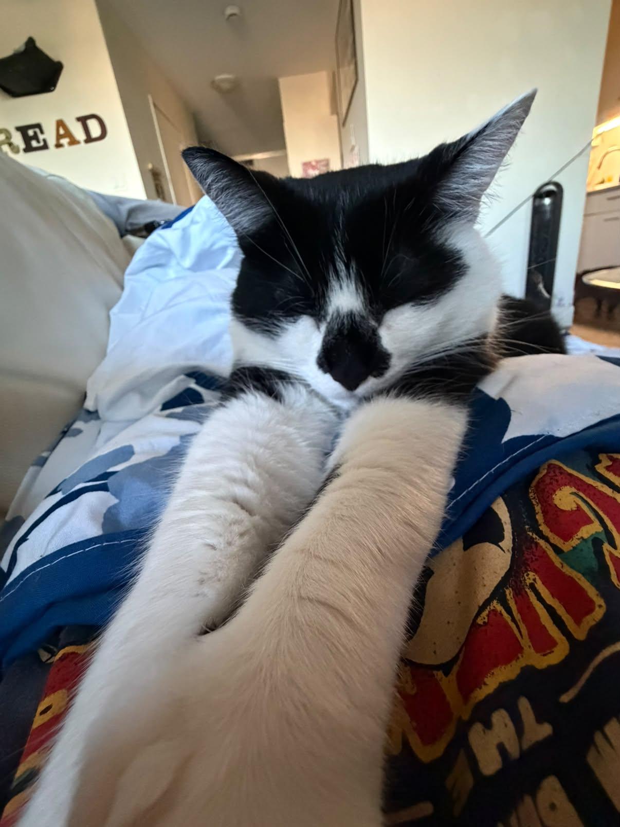 Enlarge PROTO, an adopted Domestic Short Hair in Tillsonburg, ON image 6/6