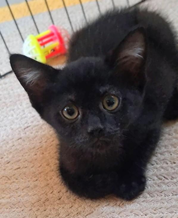 Jelly, adopted, Kitten Female Domestic Short Hair.