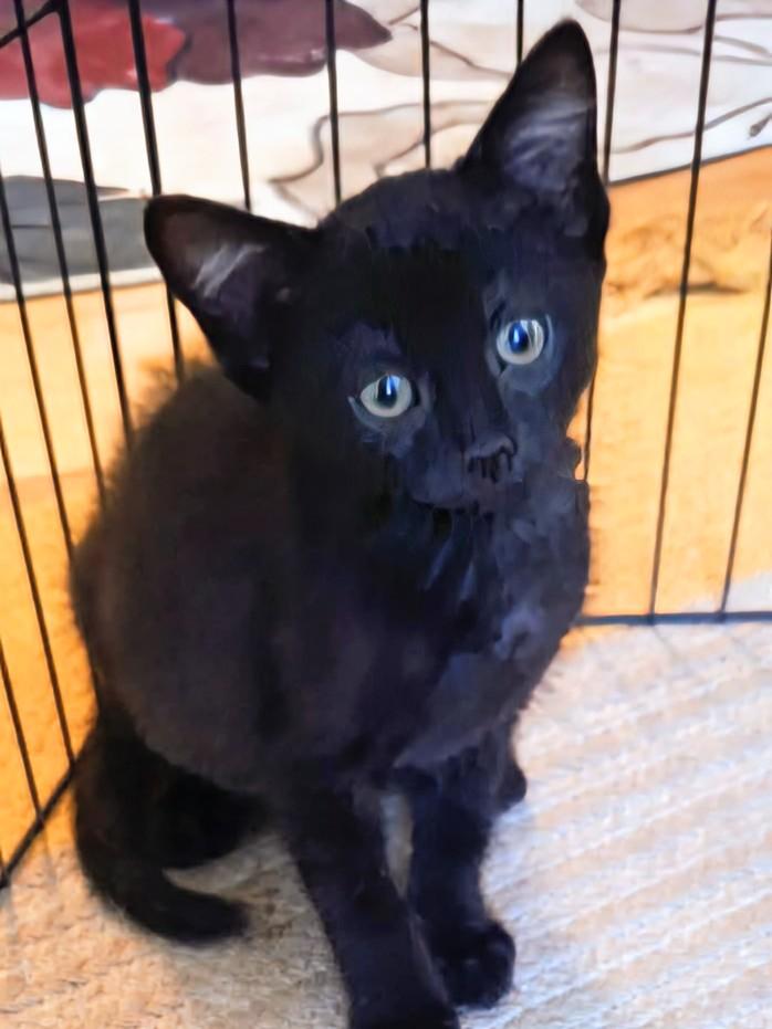 Jelly, an adopted Domestic Short Hair in Johnsburg, IL image 2/3