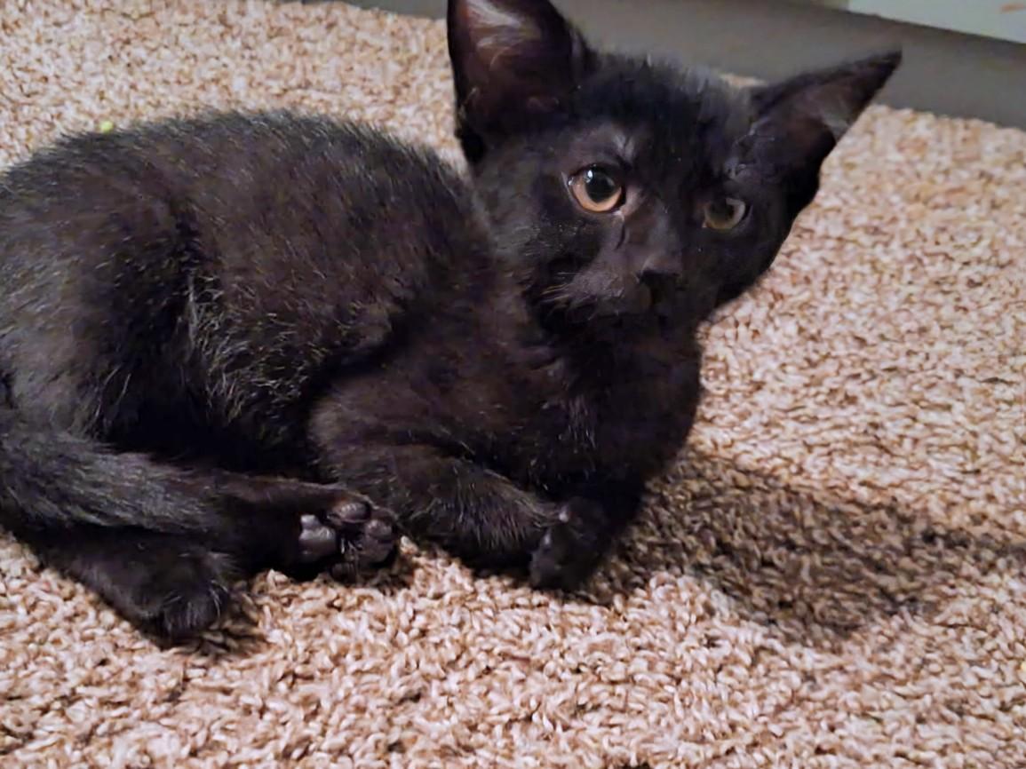 Jelly, an adopted Domestic Short Hair in Johnsburg, IL image 3/3