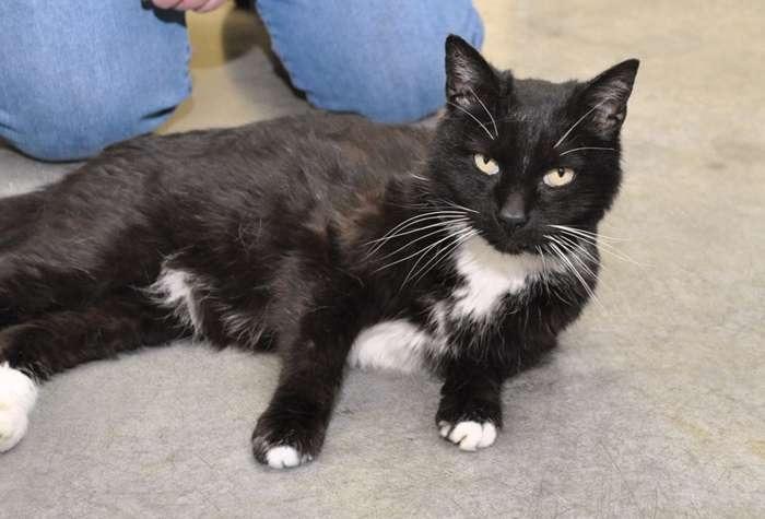 Shadowheart, a Adoptable mixed breed in Coupeville, WA image 2/2