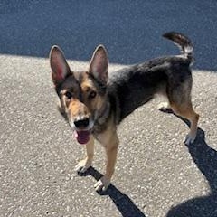 Roxanne, Adoptable, Adult Female German Shepherd Dog & Siberian Husky.