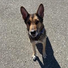 Enlarge Roxanne, a Adoptable mixed breed in Caledon, ON image 2/2