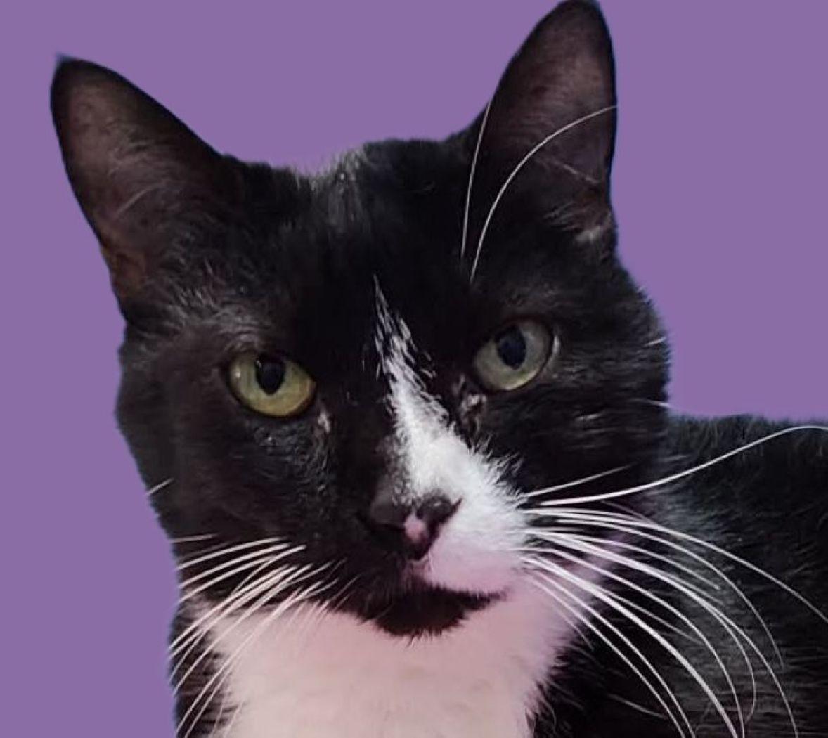 Annabelle, Adoptable, Senior Female Domestic Short Hair.