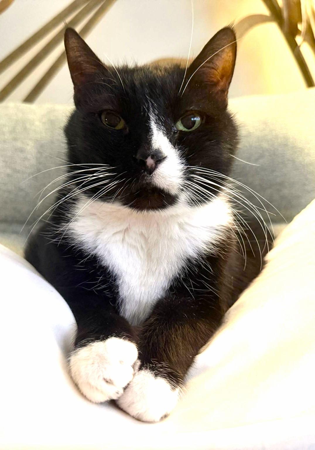 Enlarge Annabelle, a Adoptable Domestic Short Hair in Savannah, GA image 2/4