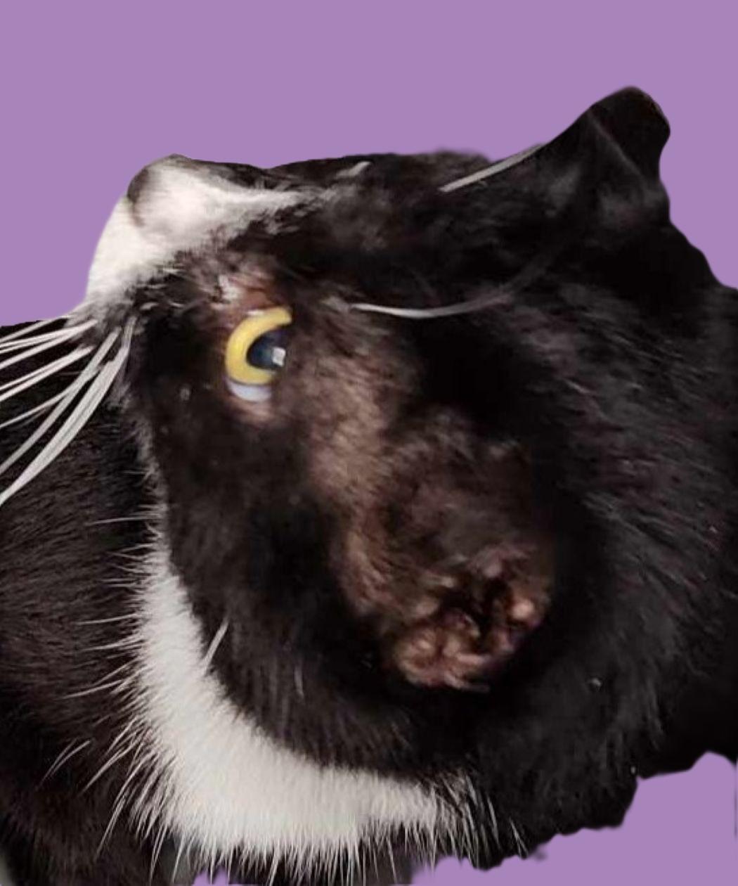 Annabelle, Adoptable, Senior Female Domestic Short Hair.