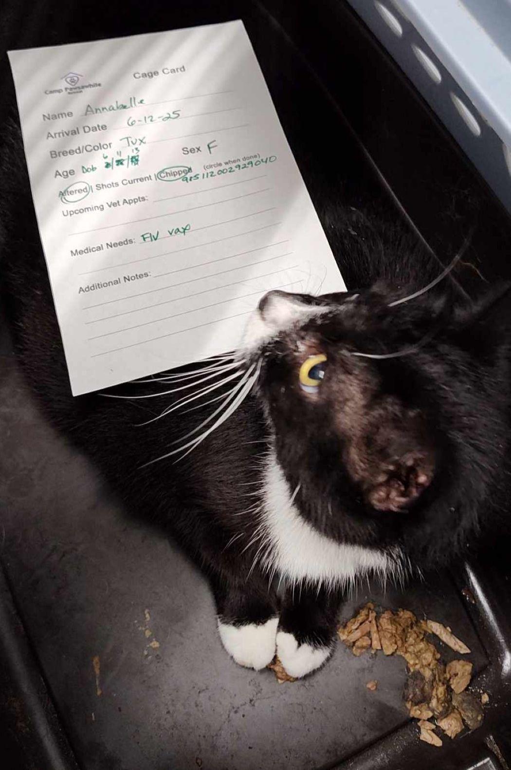 Annabelle, a Adoptable Domestic Short Hair in Savannah, GA image 2/2