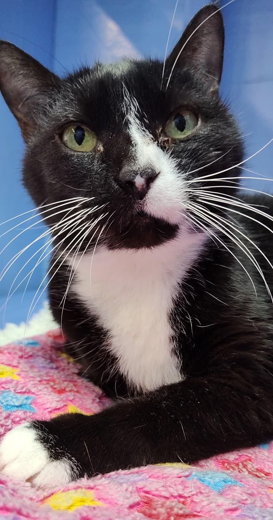 Annabelle, a Adoptable Domestic Short Hair in Savannah, GA image 2/3