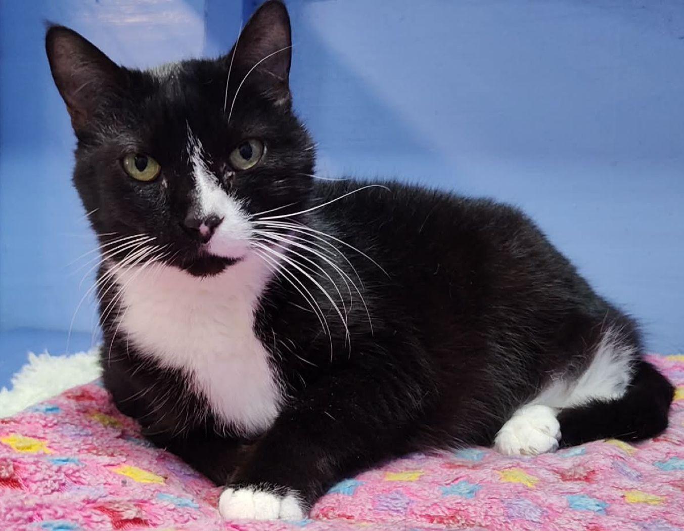 Annabelle, a Adoptable Domestic Short Hair in Savannah, GA image 3/3
