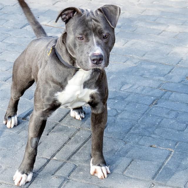 THE TWIST, Adoptable, Young Male Pit Bull Terrier & Mixed Breed.