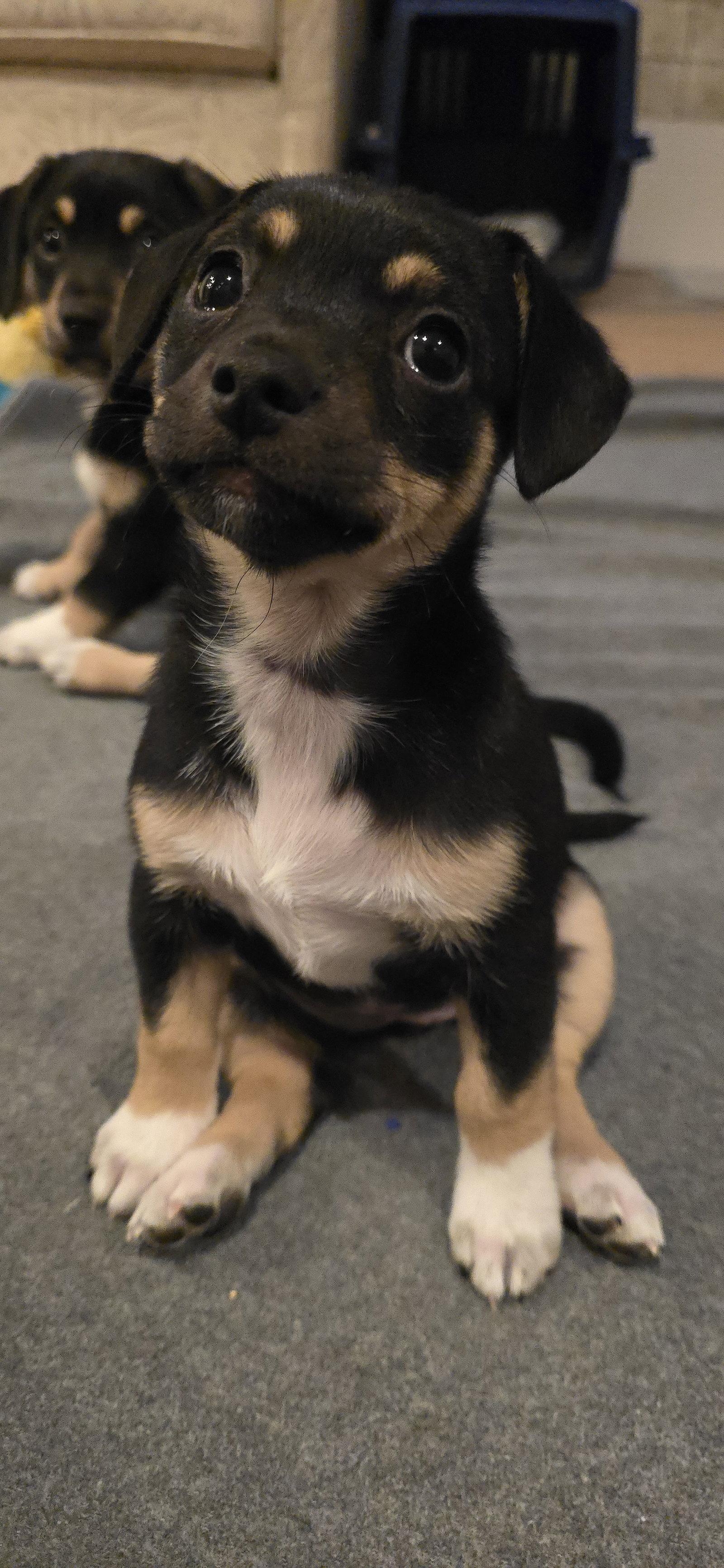Jessie, Adopted, Young Female Terrier & Dachshund.