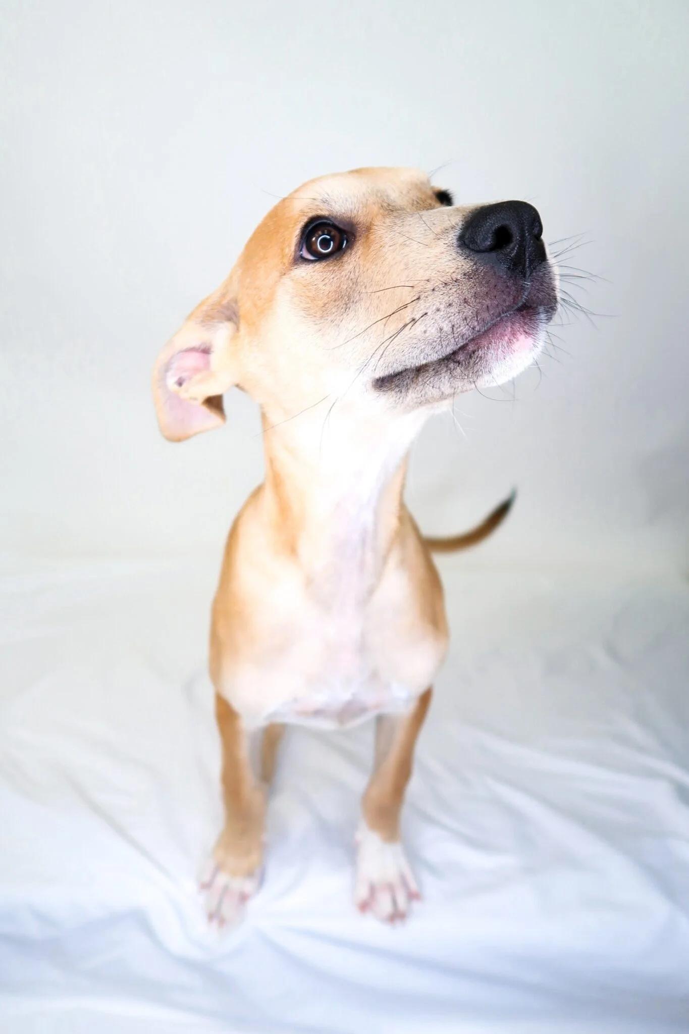 Chelsea, Adoptable, Puppy Female Pit Bull Terrier.