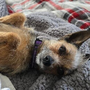 Lola B, a Adoptable mixed breed in Alma, WI image 1/6