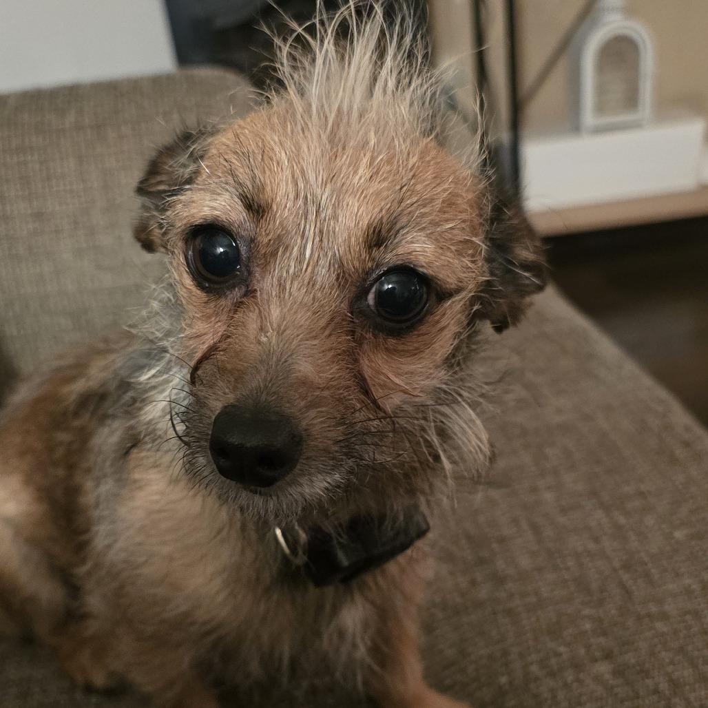 Lola B, a Adoptable mixed breed in Alma, WI image 2/6