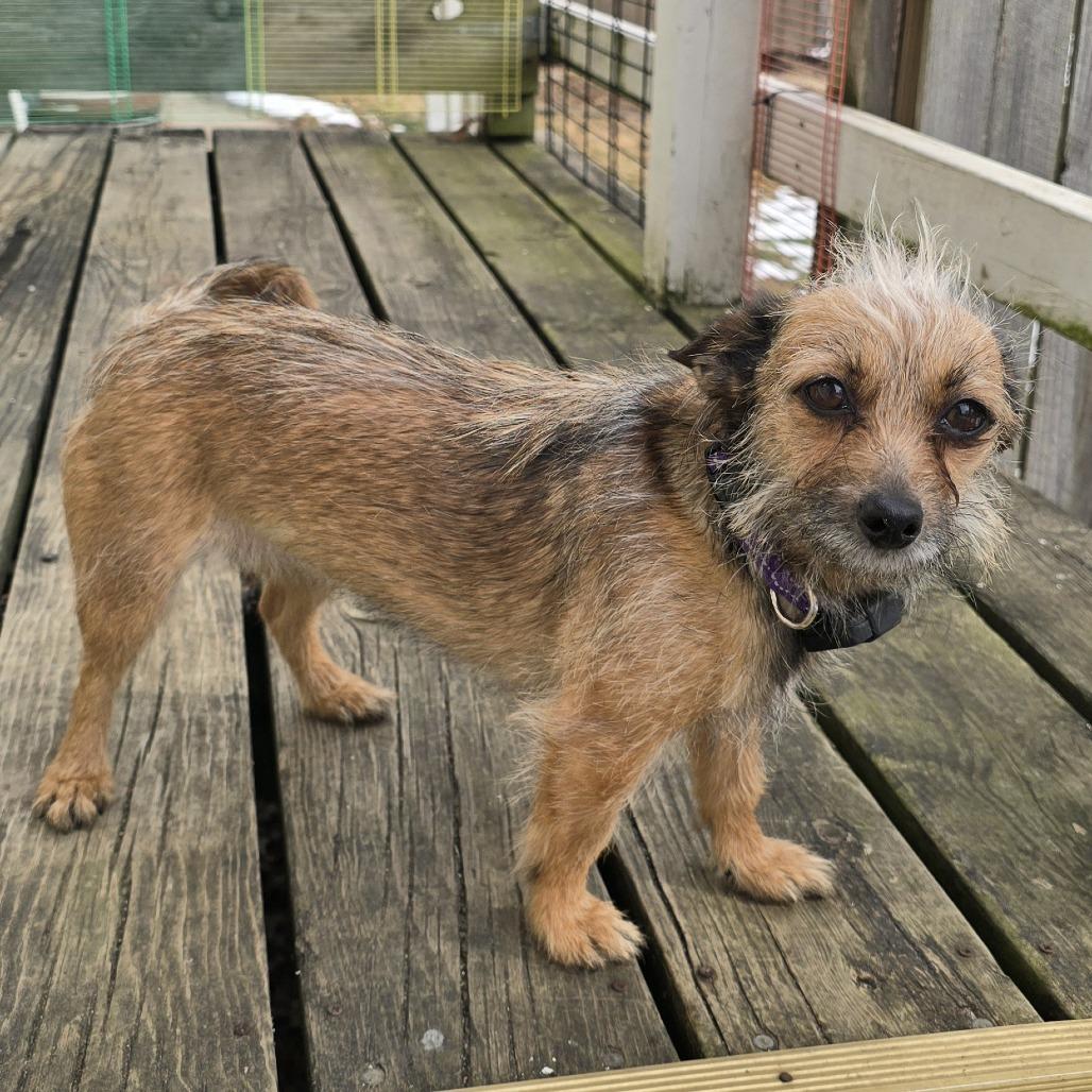 Lola B, a Adoptable mixed breed in Alma, WI image 3/6