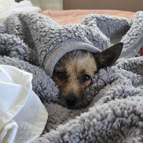 Lola B, a Adoptable mixed breed in Alma, WI image 4/6