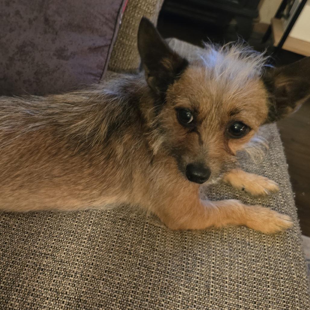 Lola B, a Adoptable mixed breed in Alma, WI image 5/6