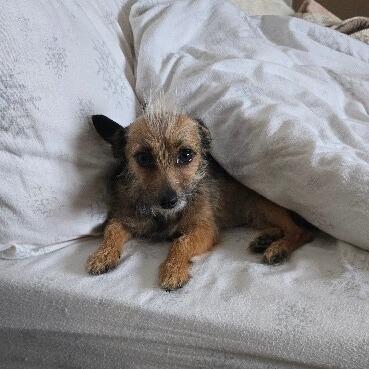 Lola B, a Adoptable mixed breed in Alma, WI image 6/6