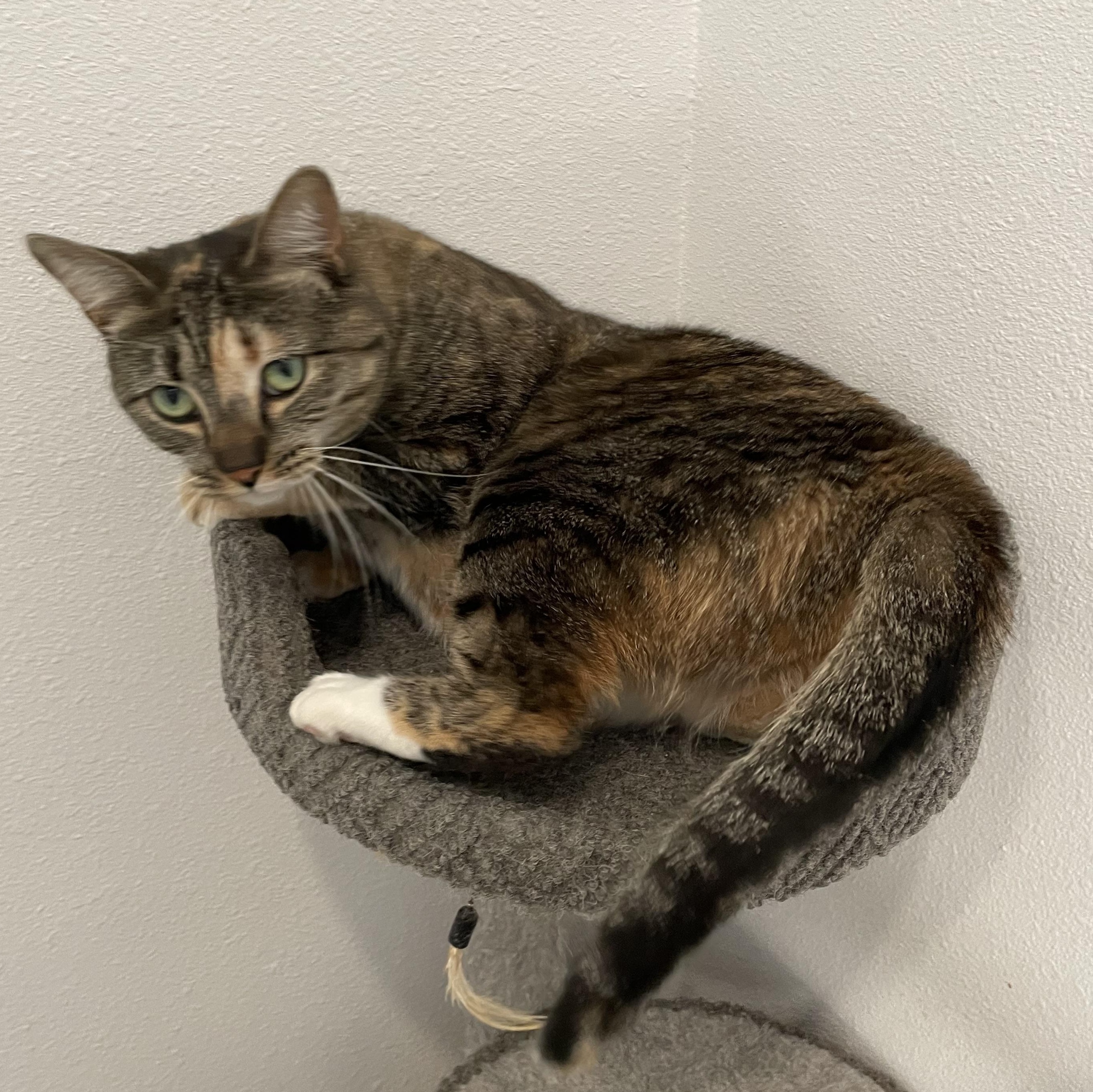 Enlarge Cupcake , a ADOPTABLE Calico in Bonners Ferry, ID image 2/4