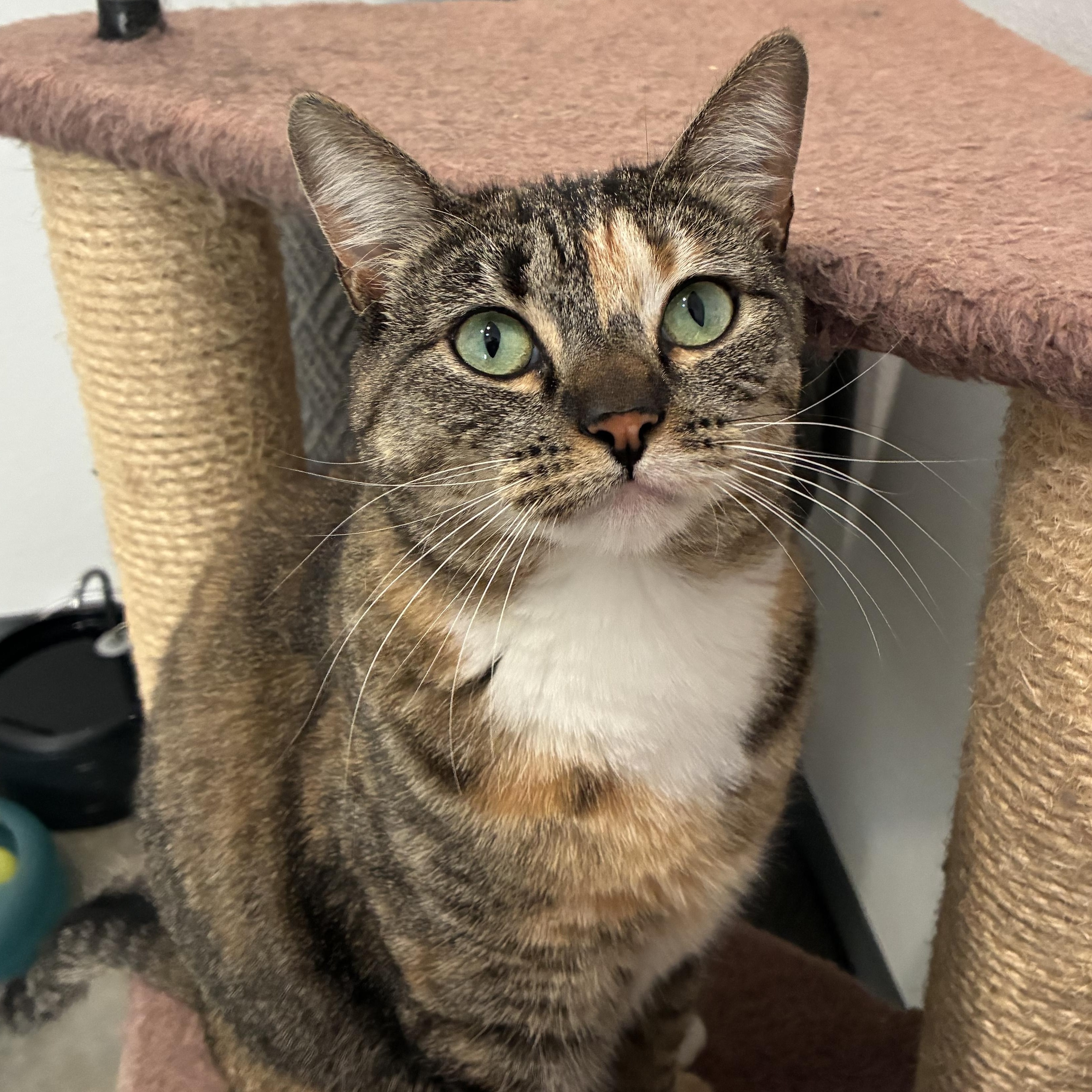 Cupcake , ADOPTABLE, Adult Female Calico.