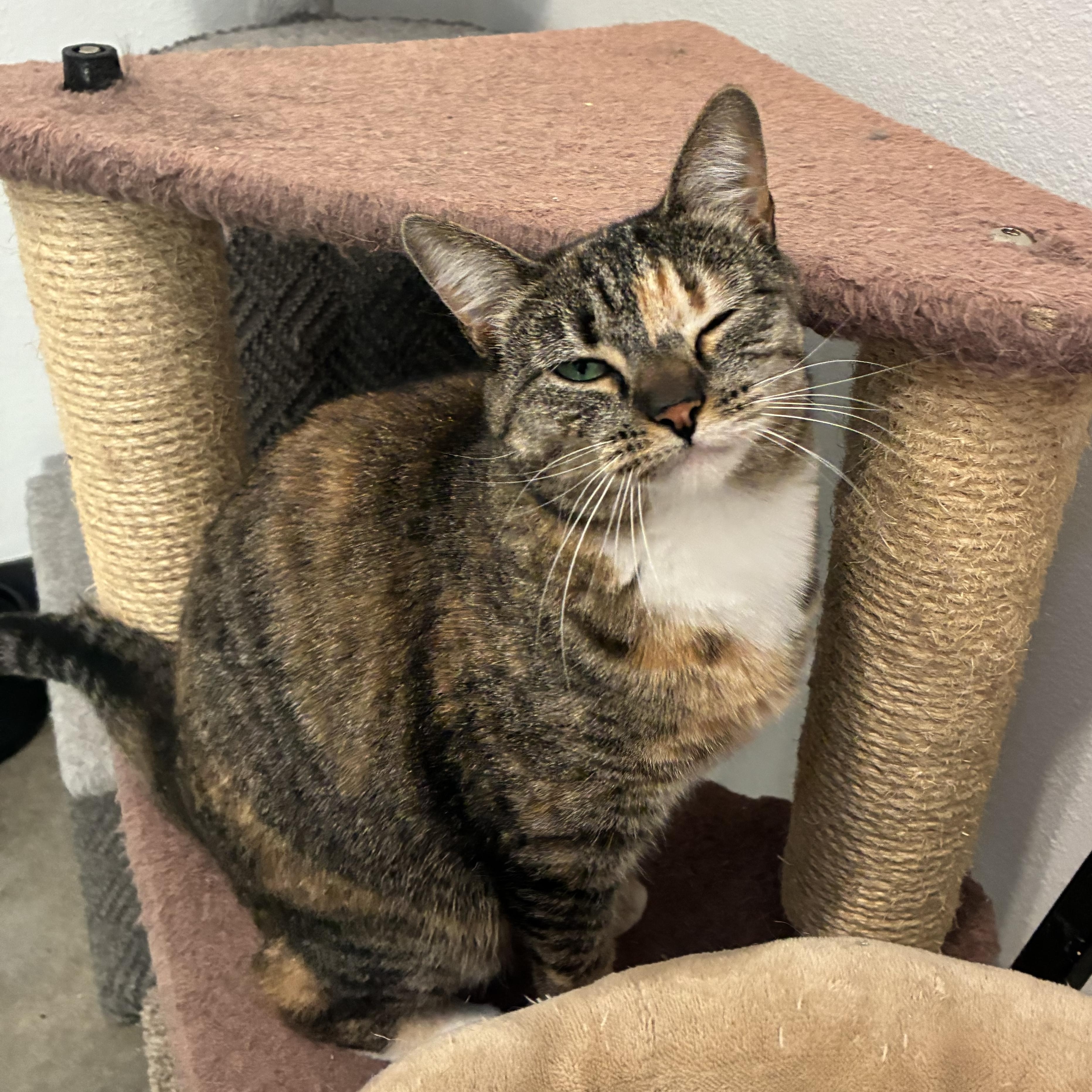Enlarge Cupcake , a ADOPTABLE Calico in Bonners Ferry, ID image 3/4