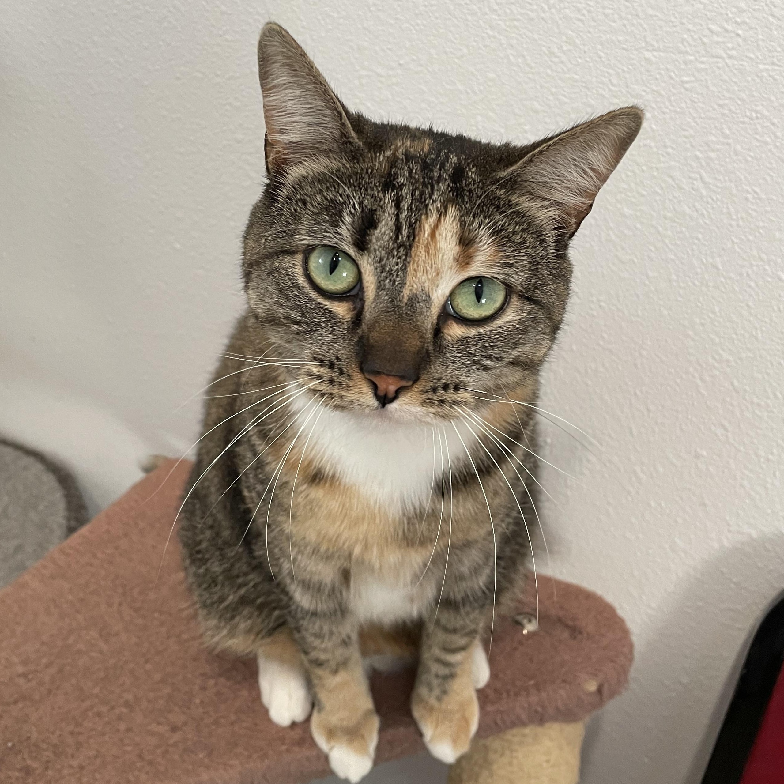 Enlarge Cupcake , a ADOPTABLE Calico in Bonners Ferry, ID image 4/4
