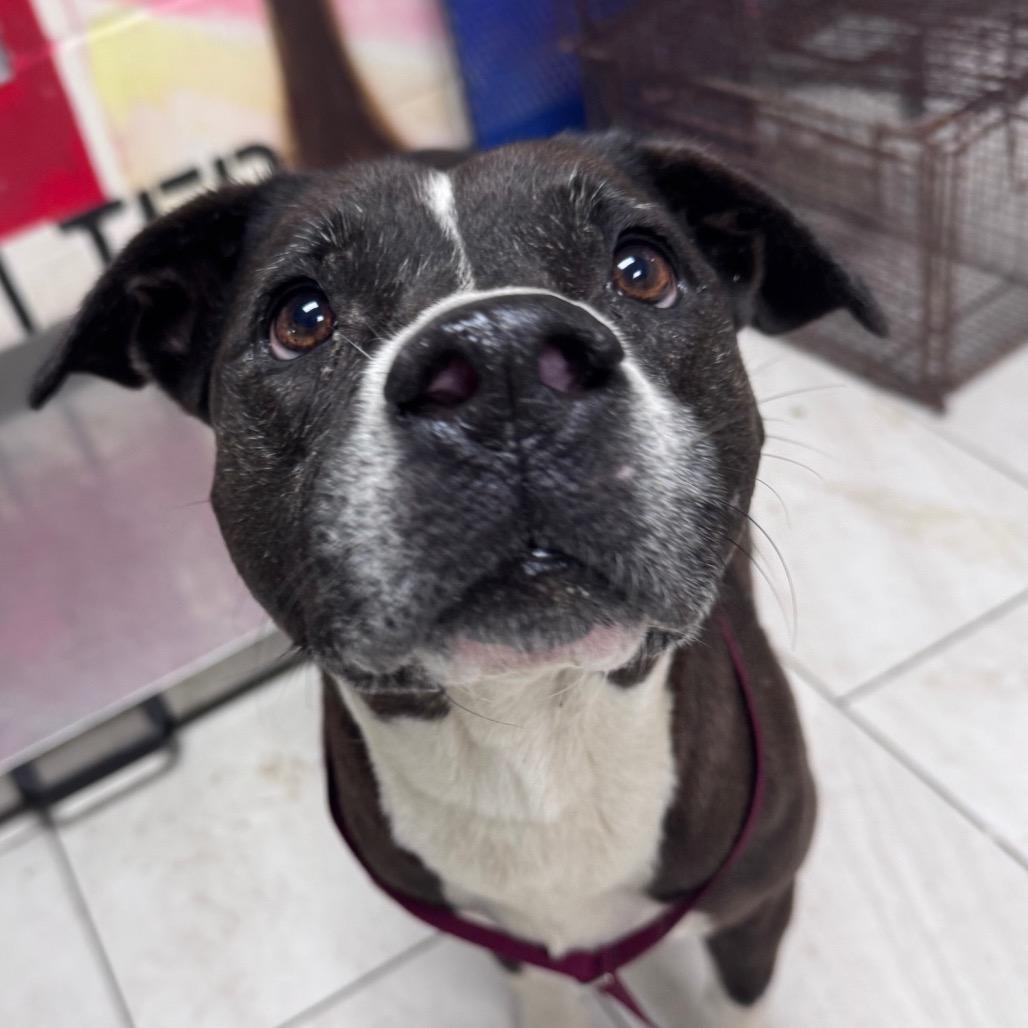 Enlarge Lucy, a Adoptable Mixed Breed in Lufkin, TX image 1/5
