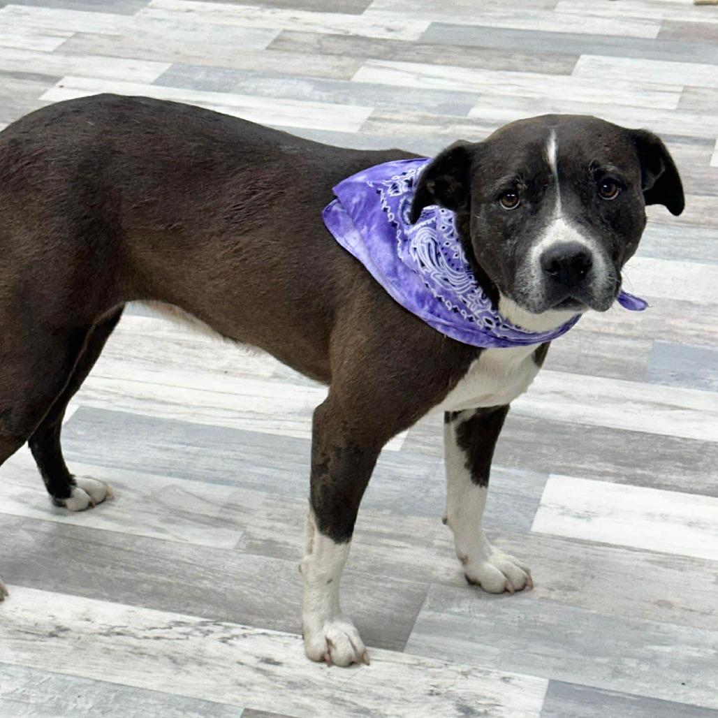 Enlarge Lucy, a Adoptable Mixed Breed in Lufkin, TX image 2/5