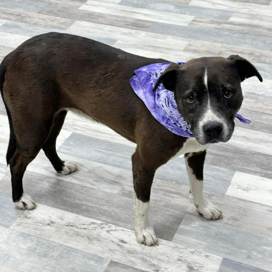Enlarge Lucy, a Adoptable Mixed Breed in Lufkin, TX image 3/5