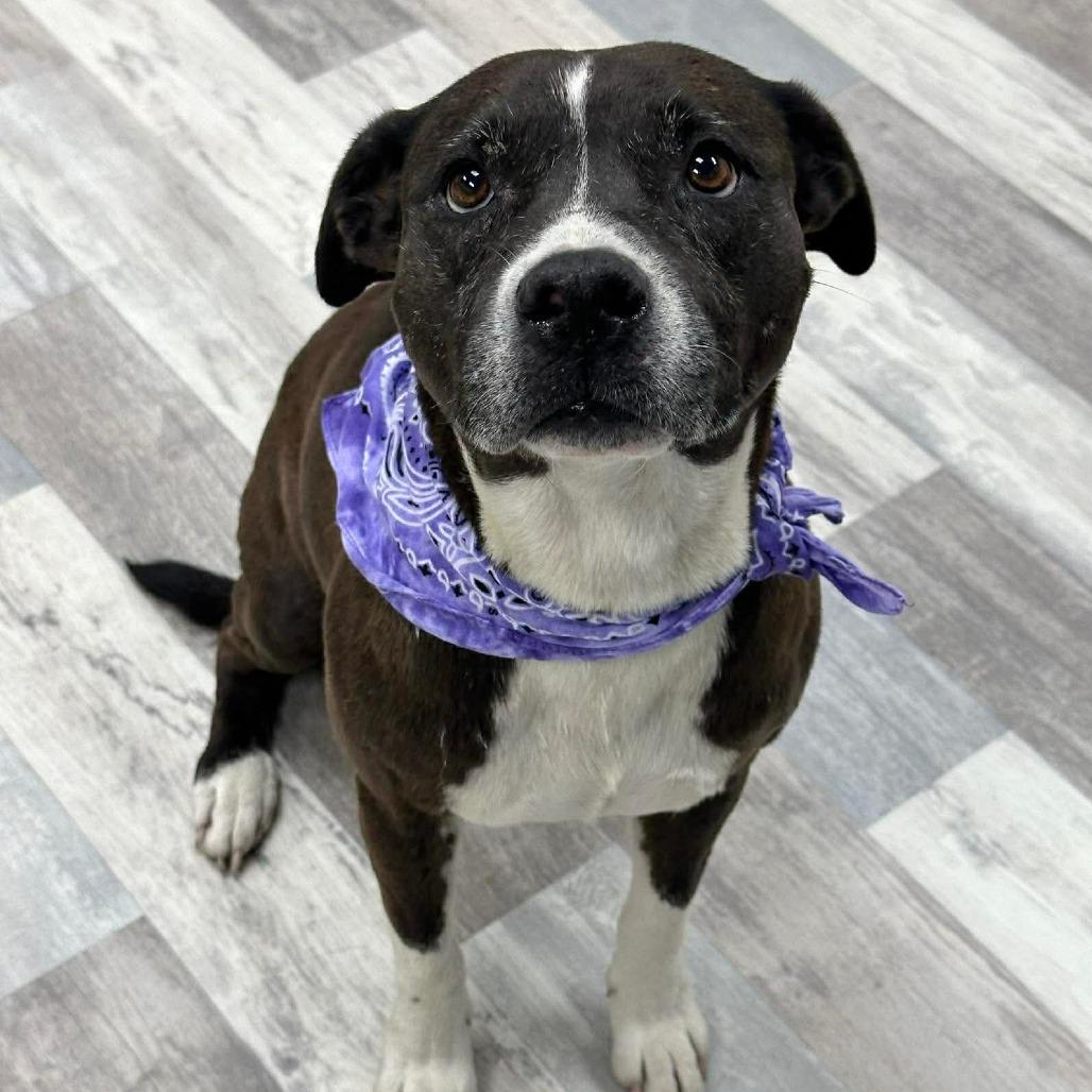Enlarge Lucy, a Adoptable Mixed Breed in Lufkin, TX image 4/5