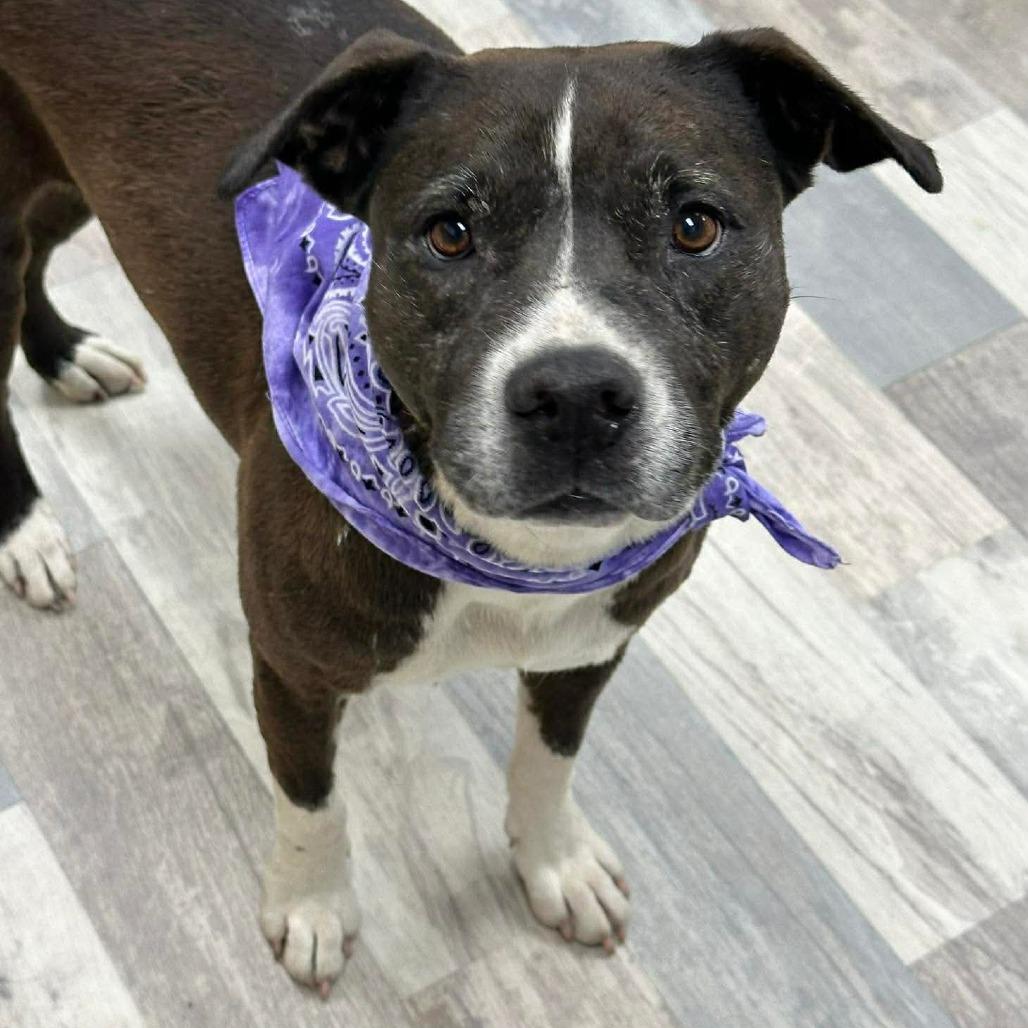 Enlarge Lucy, a Adoptable Mixed Breed in Lufkin, TX image 5/5