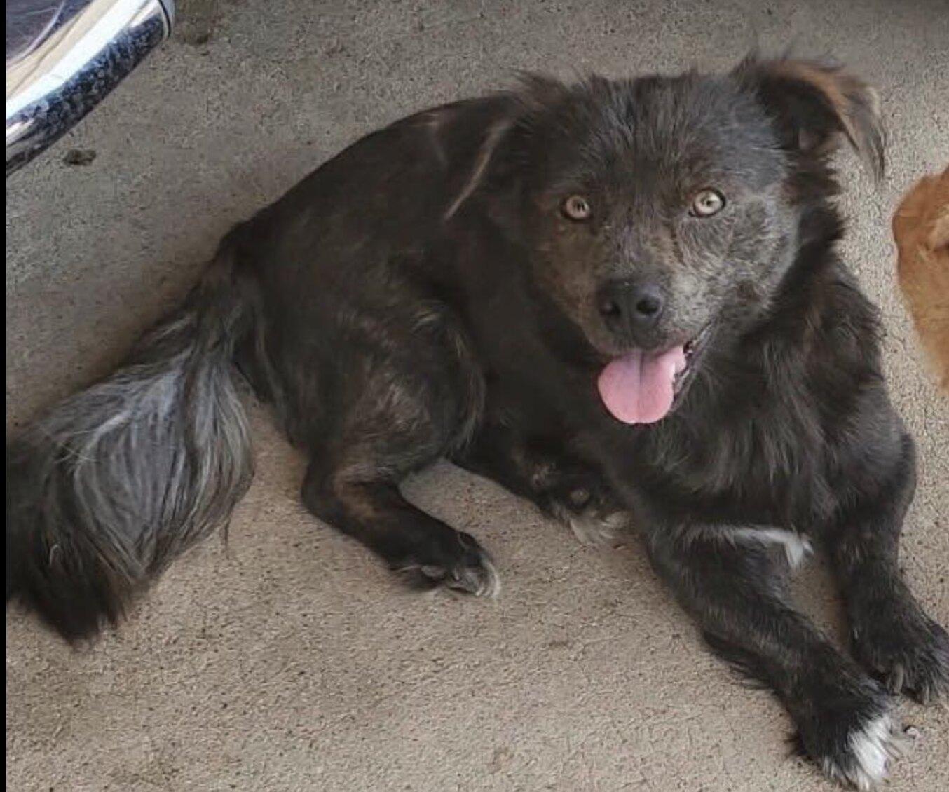 Enlarge Elvis, a Adoptable mixed breed in Blue Springs, MO image 1/1