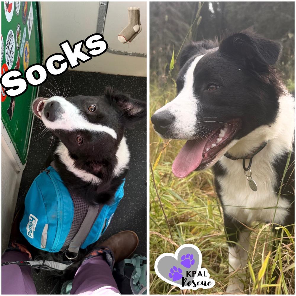 Enlarge Socks, a Adoptable mixed breed in Kenai, AK image 2/4