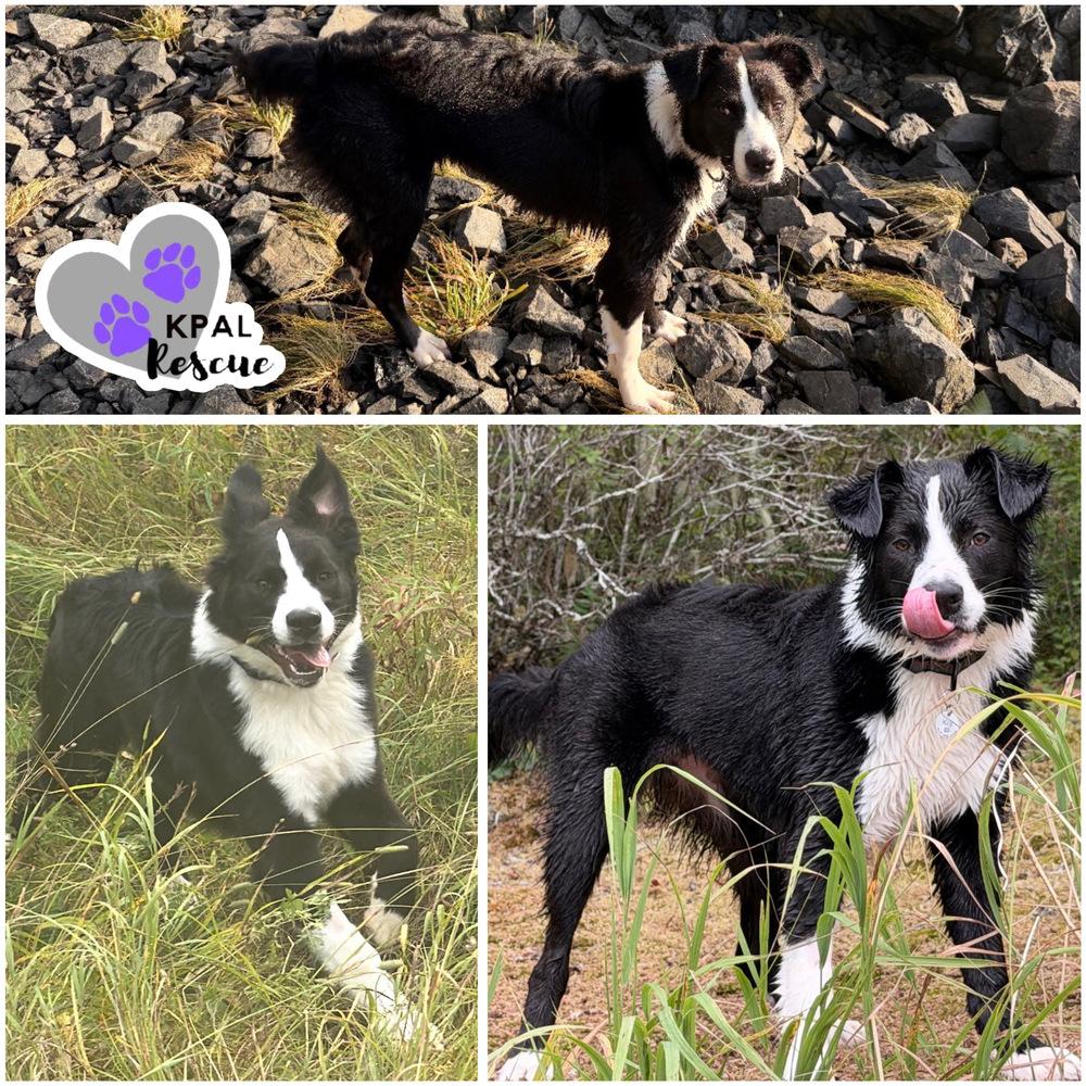 Enlarge Socks, a Adoptable mixed breed in Kenai, AK image 3/4