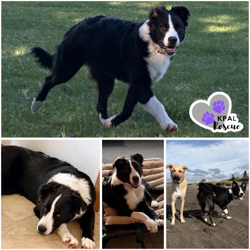 Enlarge Socks, a Adoptable mixed breed in Kenai, AK image 2/2