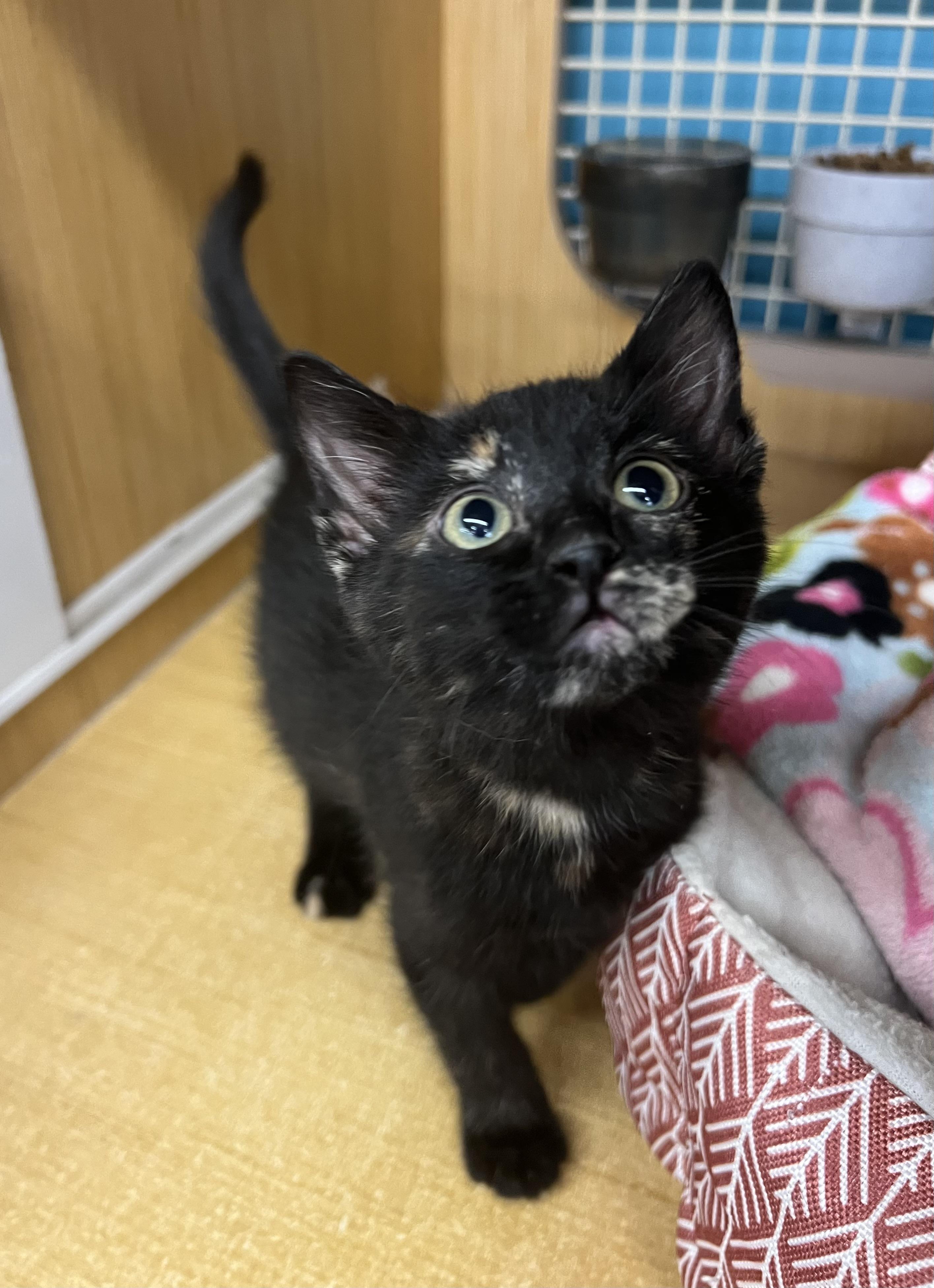 Paisley & Pascal, Adoptable, Kitten Male Domestic Short Hair.