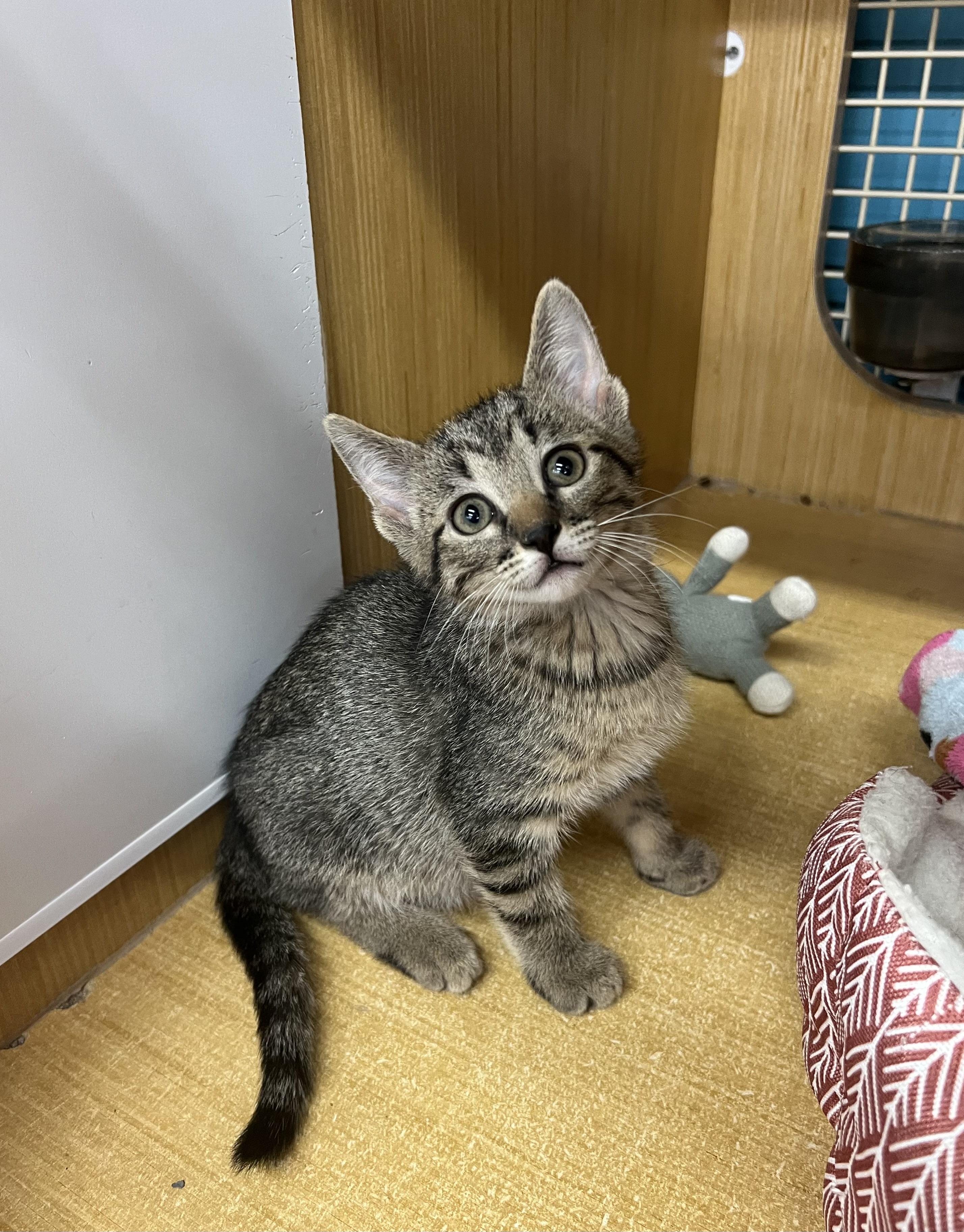 Paisley & Pascal, a Adoptable Domestic Short Hair in Manhattan, KS image 2/2