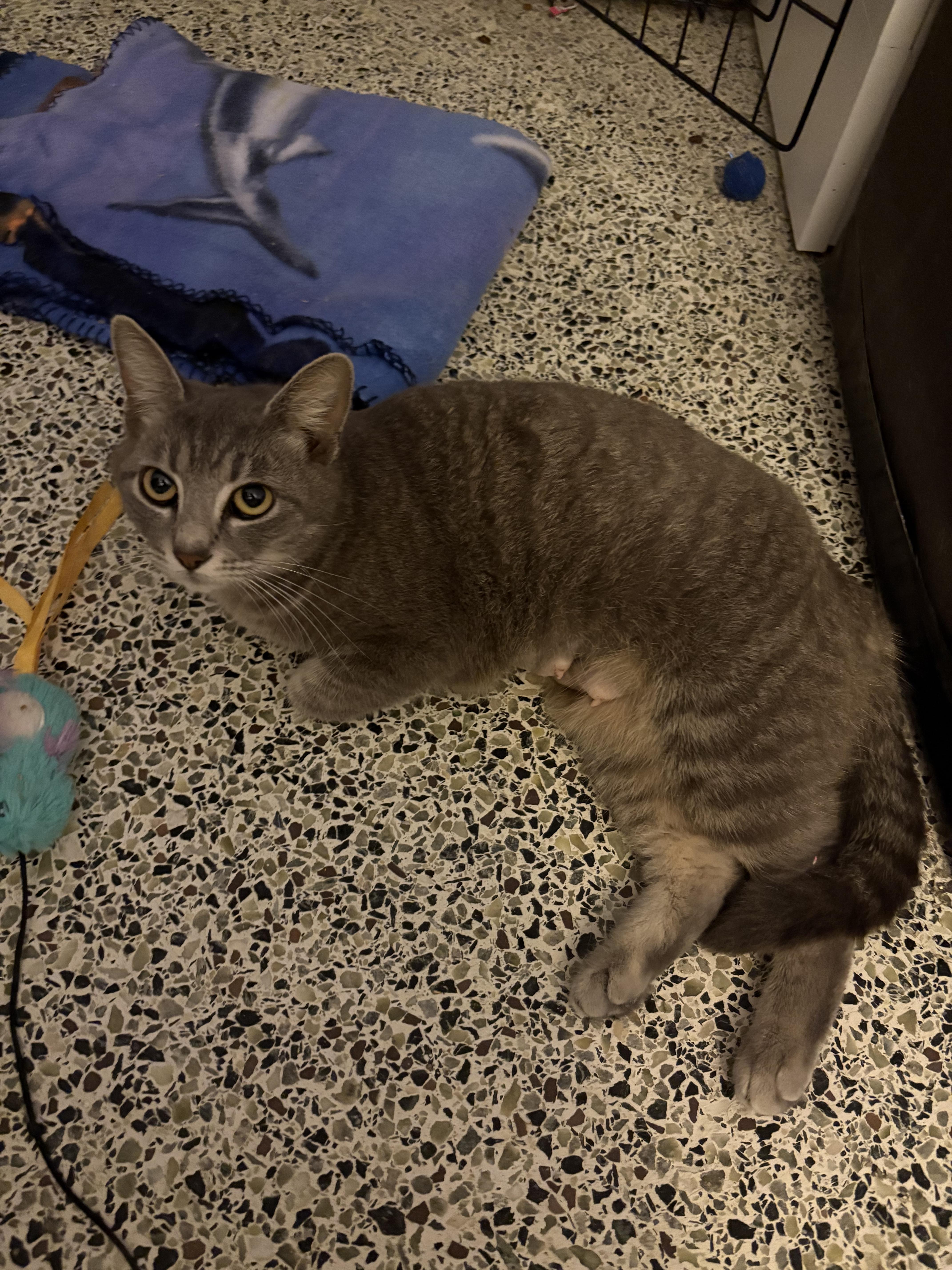 Magpie, adopted, Adult Female Domestic Short Hair.