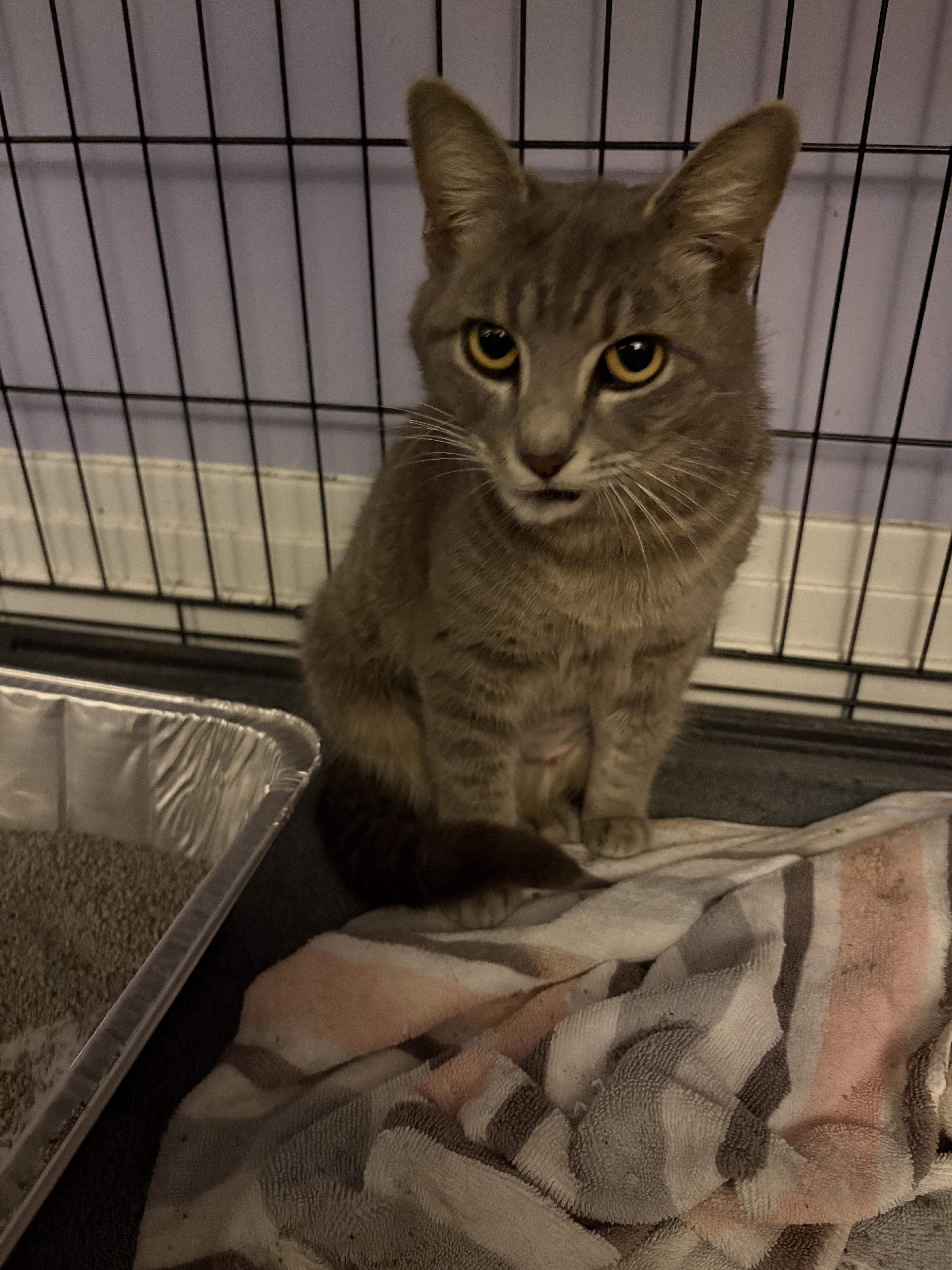 Magpie, an adopted Domestic Short Hair in Saint Pete Beach, FL image 2/2