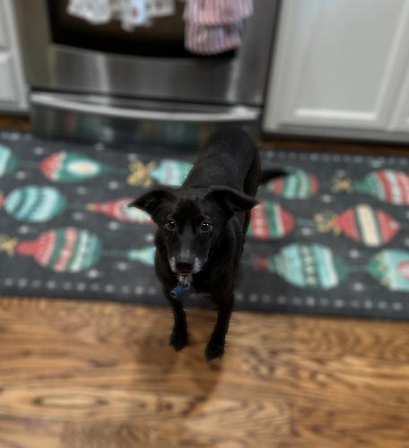 Enlarge Lio, a Adoptable mixed breed in Pittsburg, CA image 1/3