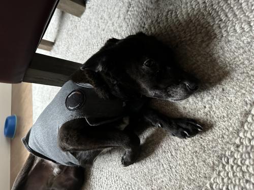 Enlarge Lio, a Adoptable mixed breed in Pittsburg, CA image 3/3