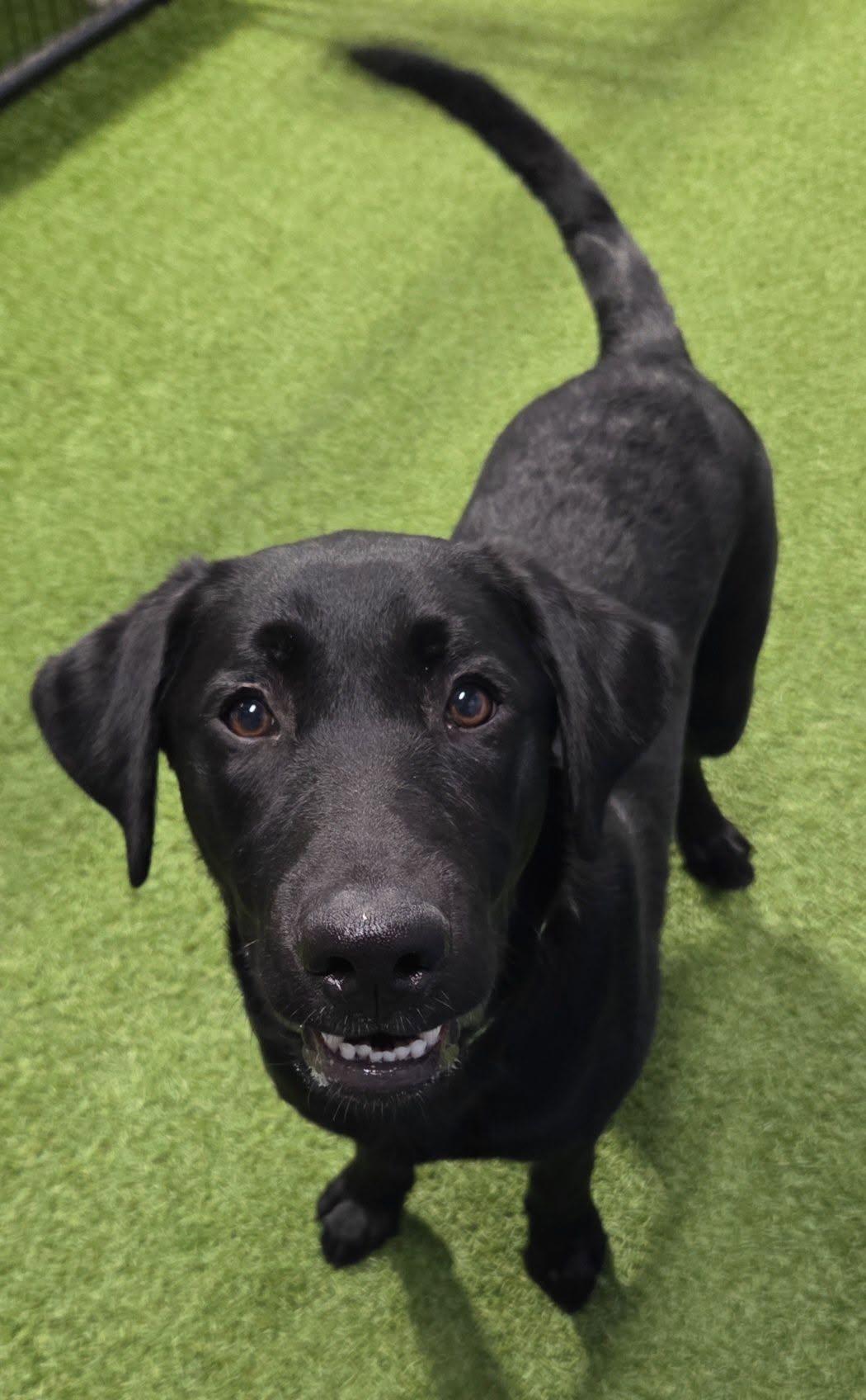 Enlarge Gunner Gus, a Adopted Black Labrador Retriever in Racine, WI image 3/4