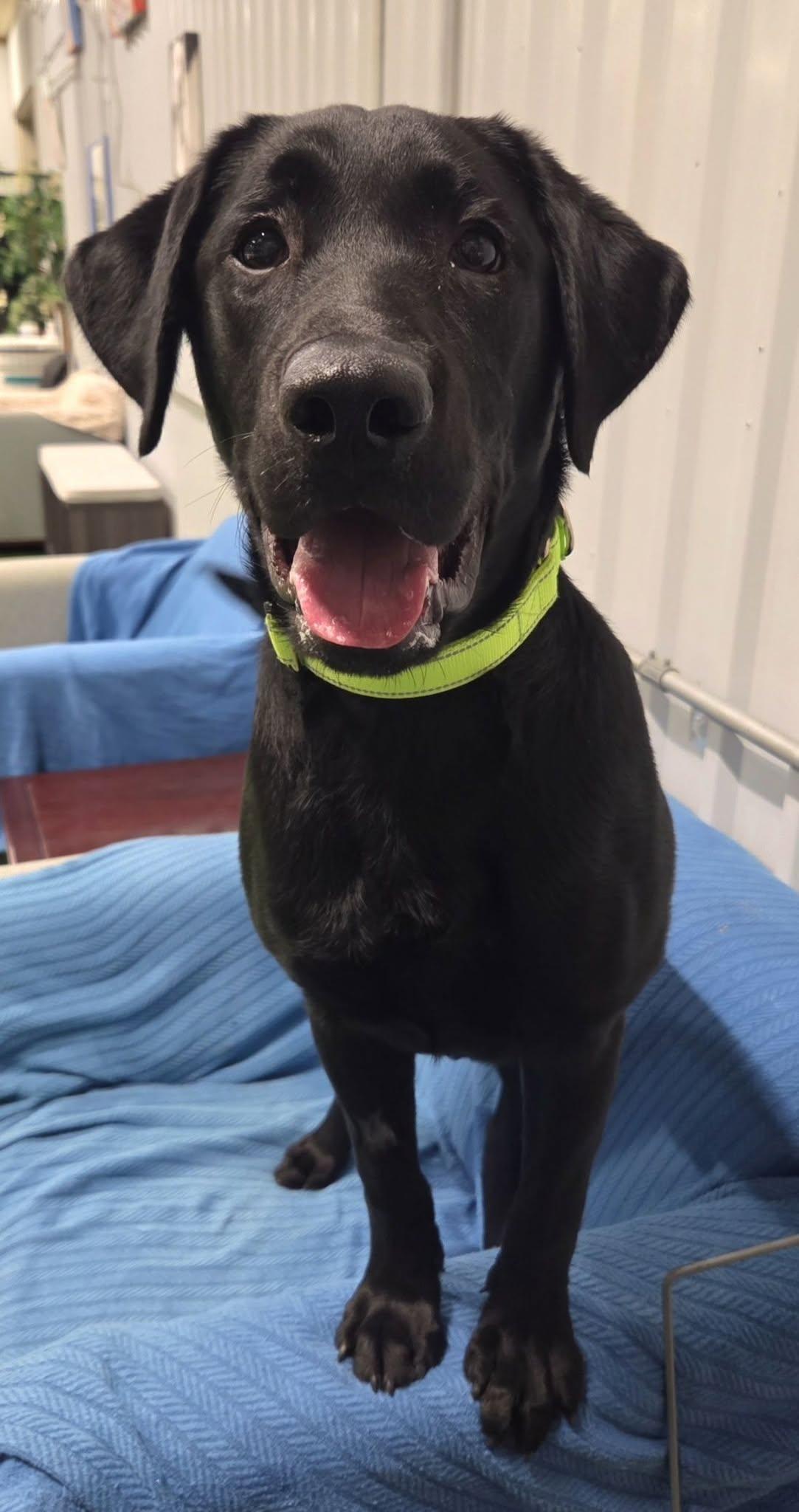 Enlarge Gunner Gus, a Adopted Black Labrador Retriever in Racine, WI image 2/4